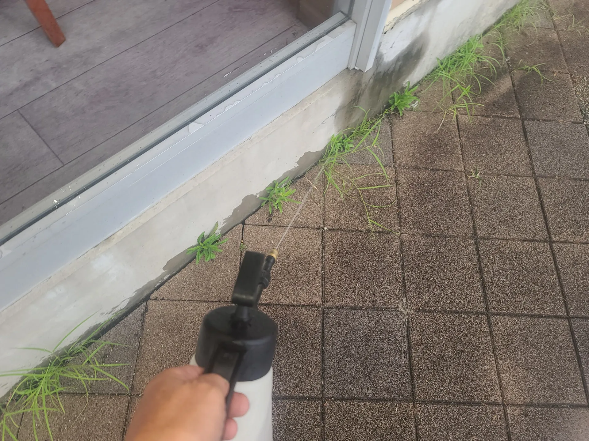 アリ駆除